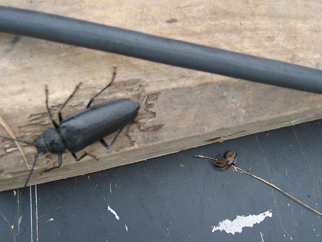 Chaos Communication Camp 2007, Flughafenmuseum Finowfurt : CCC-Camp_2007_IMG_480-8073 : big bug