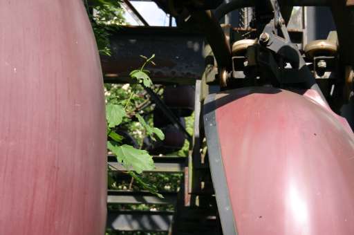 Objektbegehung: Vergn&uuml;gungspark Pl&auml;nterwald -Spreepark Berlin : IMG_0080_eos : die seltsamen Fr&uuml;chte aus der Eisenzeit