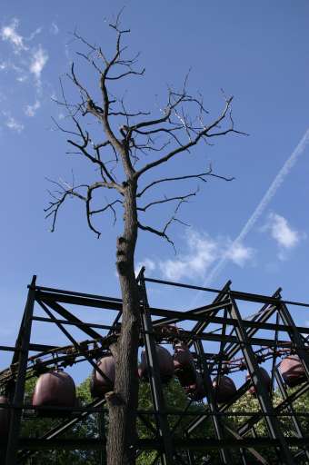 Objektbegehung: Vergn&uuml;gungspark Pl&auml;nterwald -Spreepark Berlin : IMG_0081_eos : die seltsamen Fr&uuml;chte aus der Eisenzeit