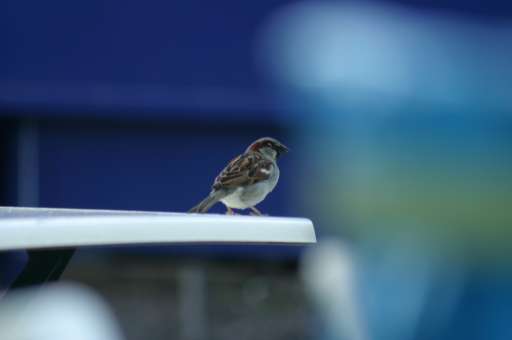Objektbegehung: Vergn&uuml;gungspark Pl&auml;nterwald -Spreepark Berlin : IMG_0180_eos : Ein Spatz auf Dixi-Blues