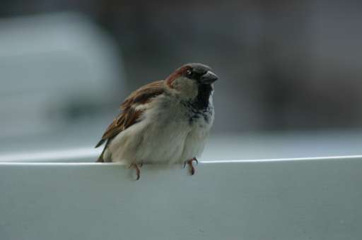 Objektbegehung: Vergn&uuml;gungspark Pl&auml;nterwald -Spreepark Berlin : IMG_0191_eos : phatter phogel
