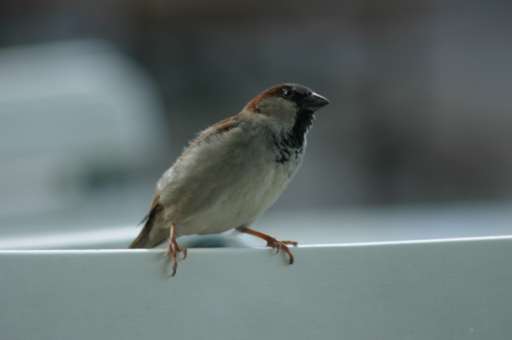 Objektbegehung: Vergn&uuml;gungspark Pl&auml;nterwald -Spreepark Berlin : IMG_0193_eos : naja, das war dann schon im Zenner 
