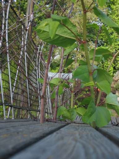 Objektbegehung: Vergn&uuml;gungspark Pl&auml;nterwald -Spreepark Berlin : ixus_IMG_0078 : 