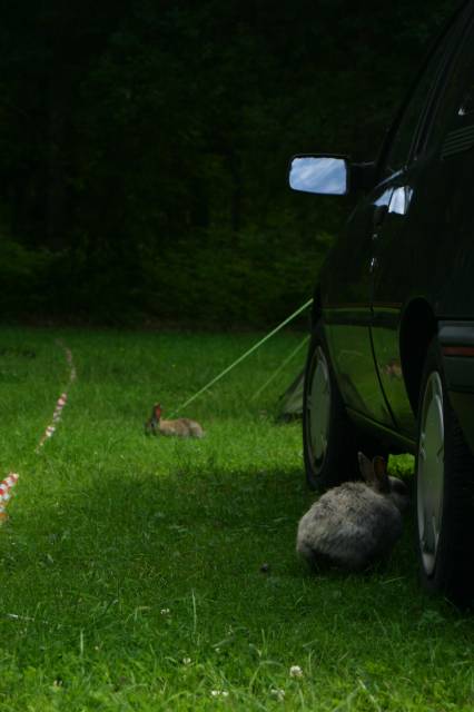 What the Hack, Netherlands, 2005  : what_the_hack__2005_IMG_450-5058 : what the wildlife